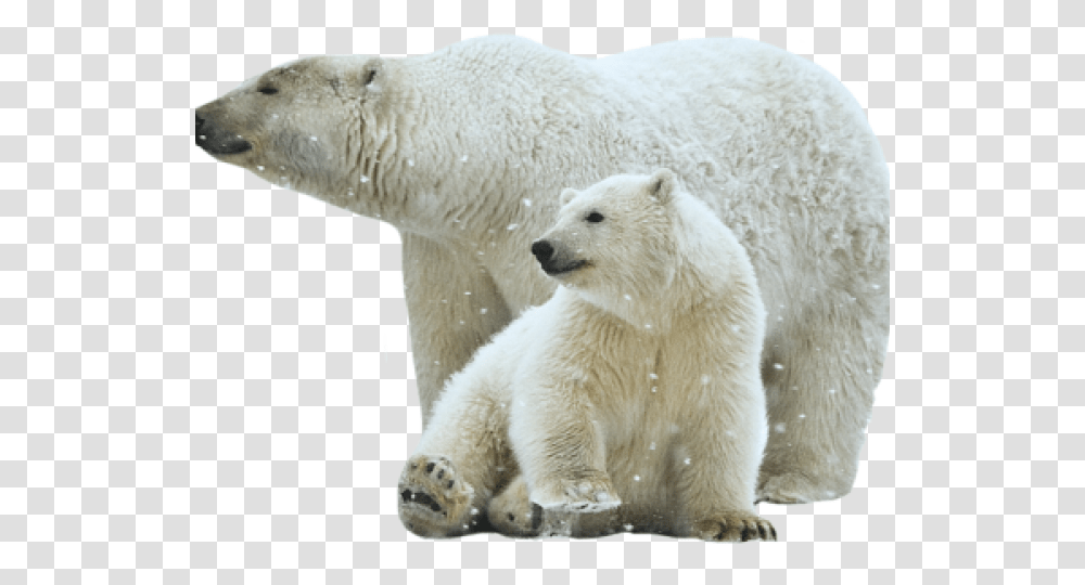 Polar Bear Images Polar Bear, Mammal, Animal, Wildlife, Giant Panda Transparent Png
