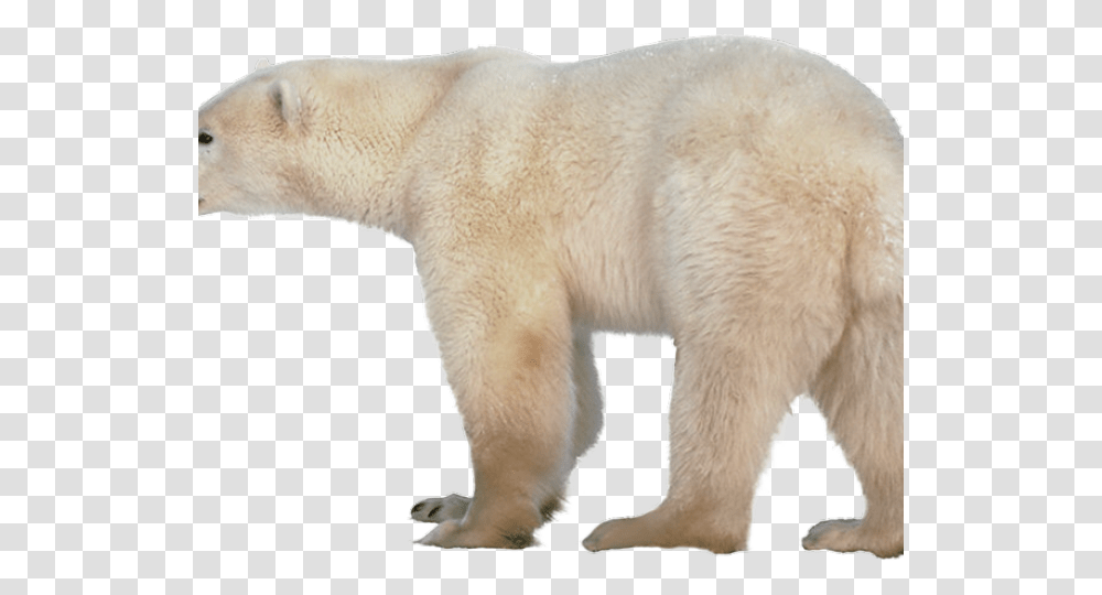 Polar Bear Images Polar Bear No Background, Wildlife, Mammal, Animal, Dog Transparent Png