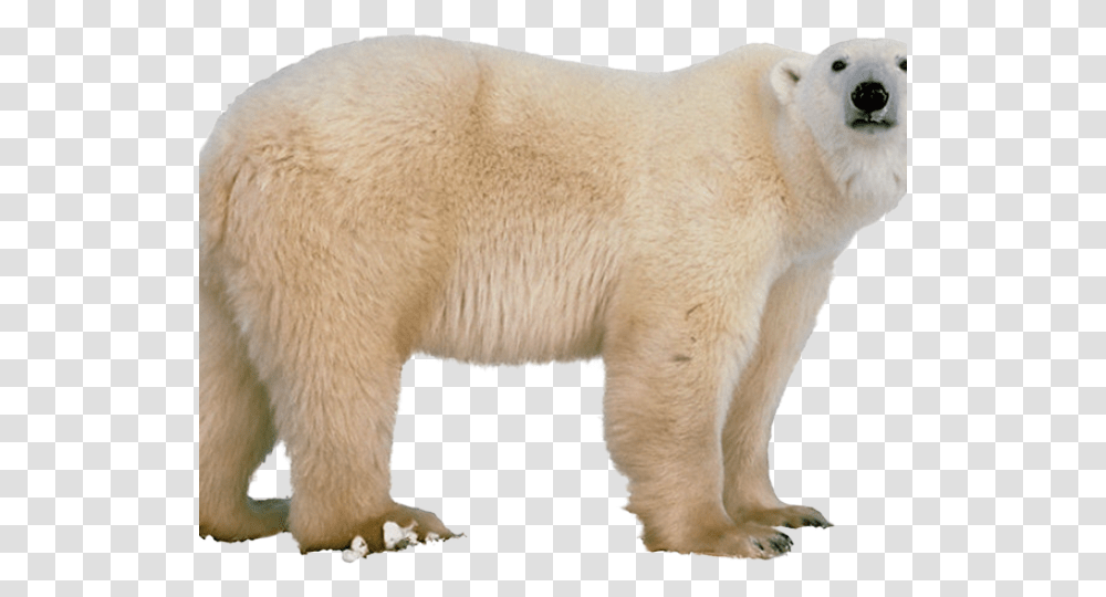 Polar Bear Images Polar Bear White Background, Animal, Wildlife, Mammal Transparent Png
