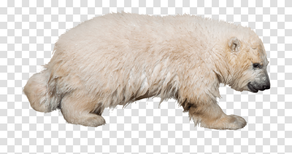 Polar Bear, Mammal, Animal, Sheep, Wildlife Transparent Png