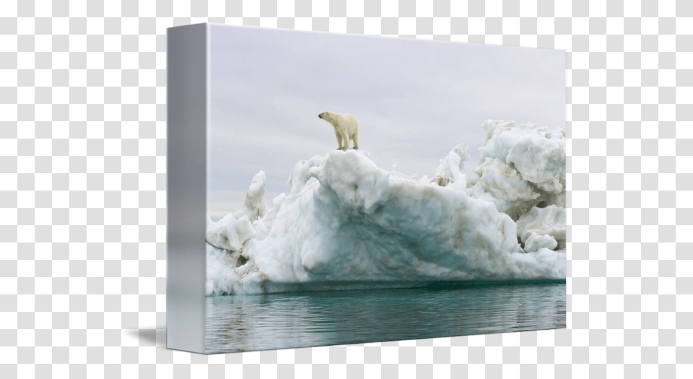 Polar Bear On Iceberg, Outdoors, Nature, Mammal, Animal Transparent Png