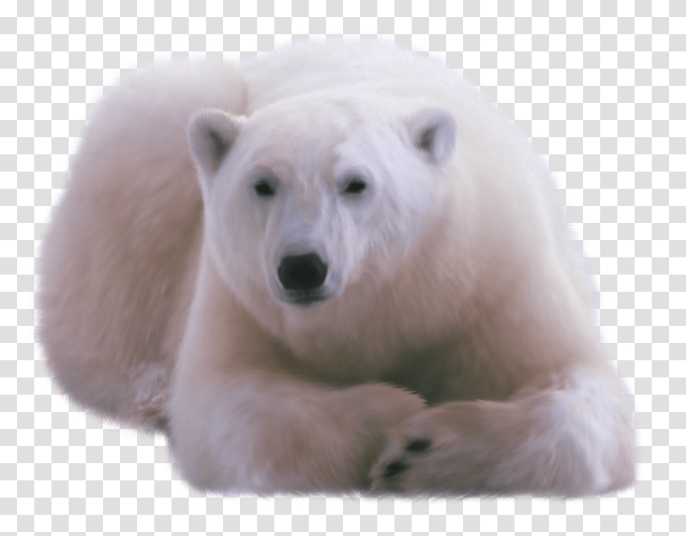 Polar Bear Orso Polare, Dog, Pet, Canine, Animal Transparent Png