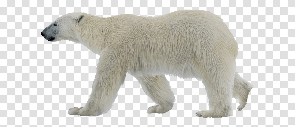Polar Bear Photo Polar Bear, Wildlife, Mammal, Animal Transparent Png