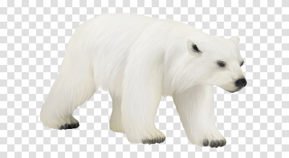 Polar Bear Photos, Mammal, Animal, Wildlife Transparent Png