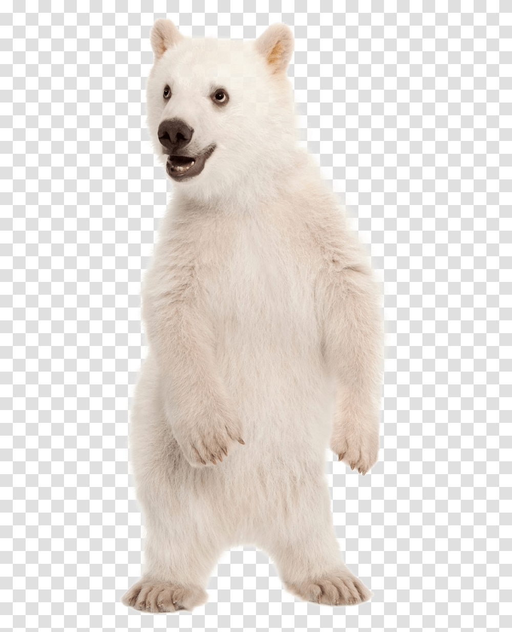 Polar Bear Polar Bear Cub, Mammal, Animal, Wildlife, Dog Transparent Png