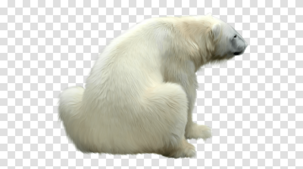 Polar Bear Polar Bear Fur, Dog, Pet, Canine, Animal Transparent Png