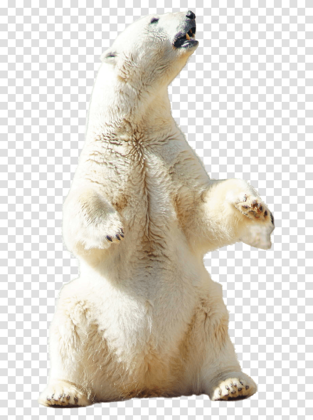 Polar Bear Sitting Standing Polar Bear, Wildlife, Mammal, Animal, Sheep Transparent Png