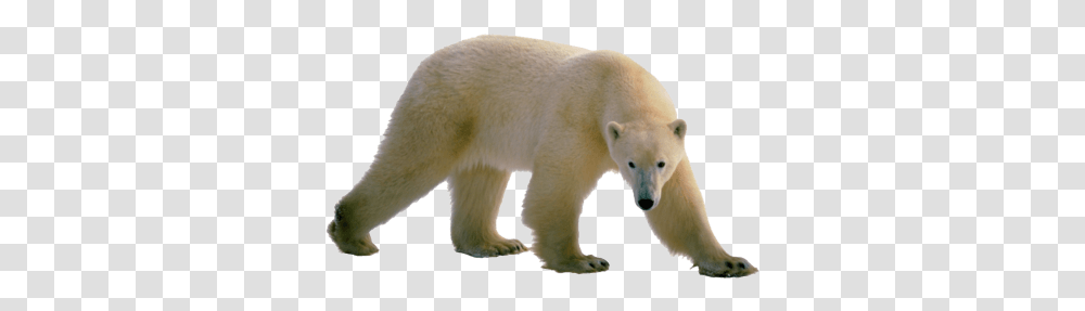 Polar Bear Walking Polar Bear Walking, Mammal, Animal, Wildlife Transparent Png