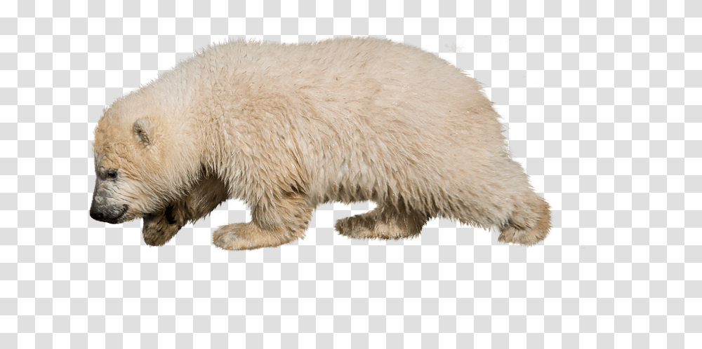Polar Bear, Wildlife, Animal, Mammal, Canine Transparent Png
