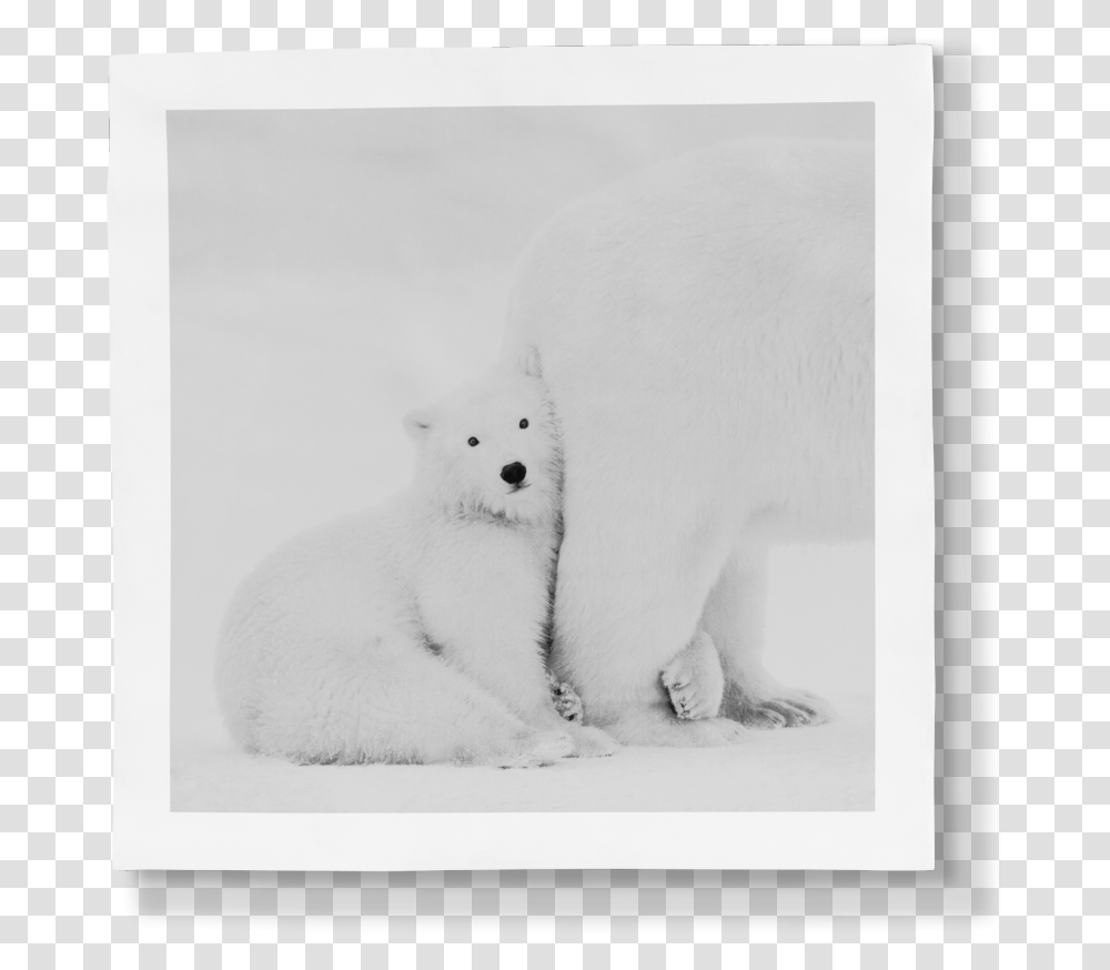 Polar Bear, Wildlife, Animal, Mammal, Giant Panda Transparent Png