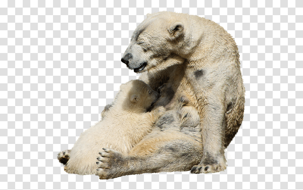 Polar Bear, Wildlife, Mammal, Animal, Bird Transparent Png