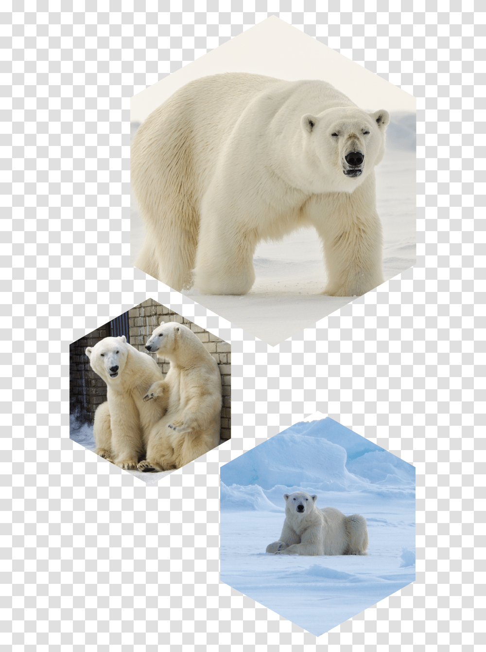 Polar Bear, Wildlife, Mammal, Animal, Dog Transparent Png