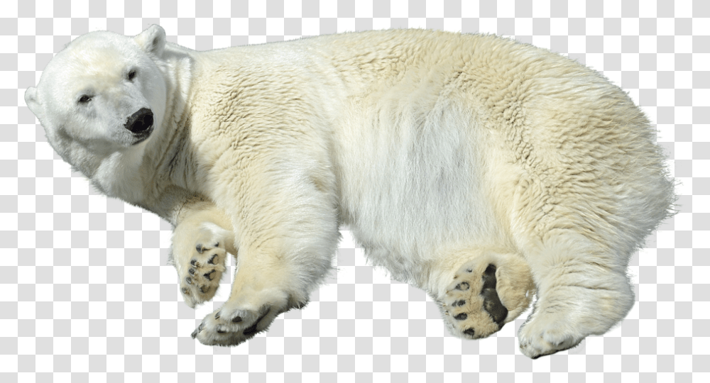 Polar Bear, Wildlife, Mammal, Animal, Dog Transparent Png