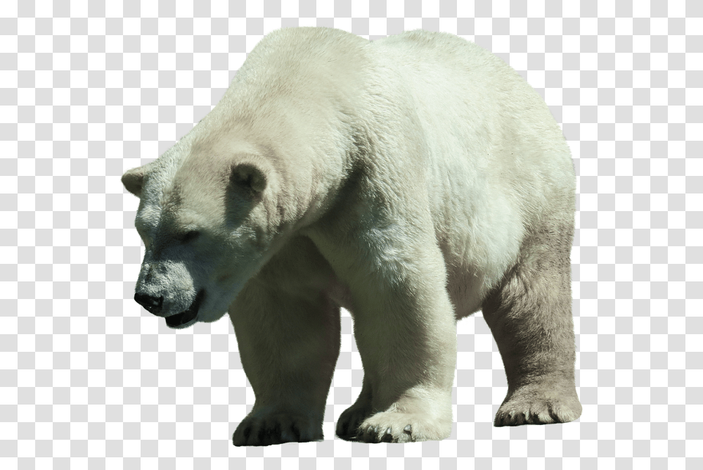 Polar Bear, Wildlife, Mammal, Animal Transparent Png