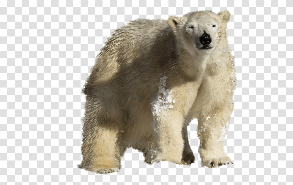 Polar Bear, Wildlife, Mammal, Animal Transparent Png