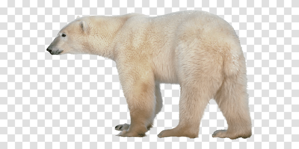 Polar Bear, Wildlife, Mammal, Animal Transparent Png