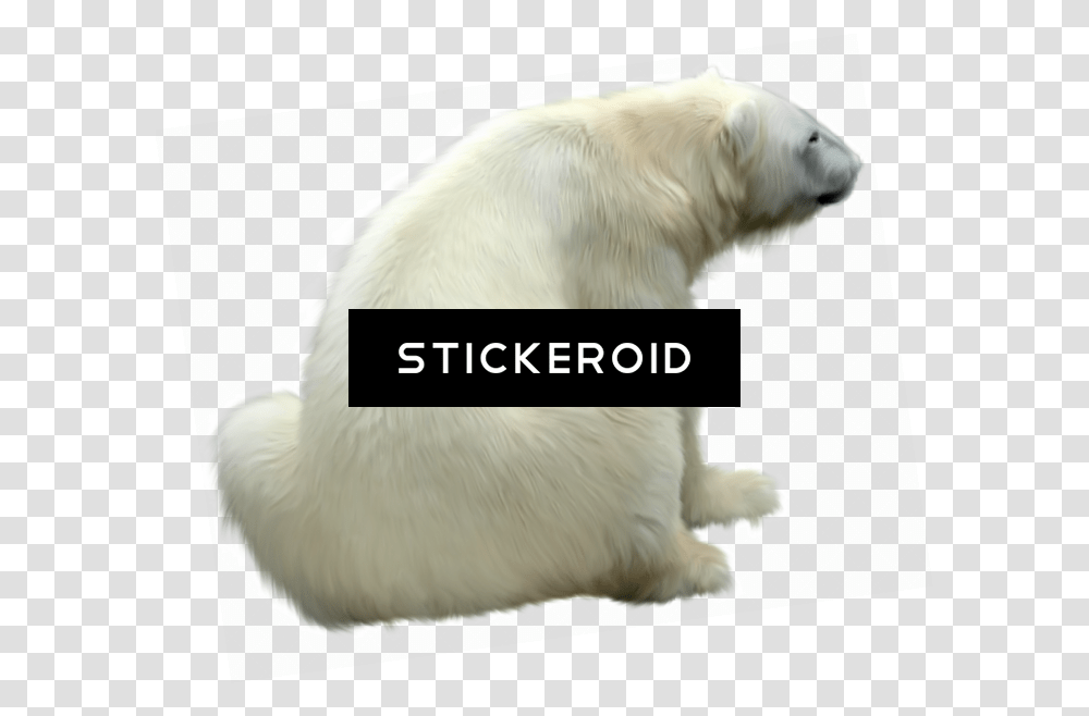 Polar White Bear Polar Bear, Animal, Mammal, Wildlife, Dog Transparent Png