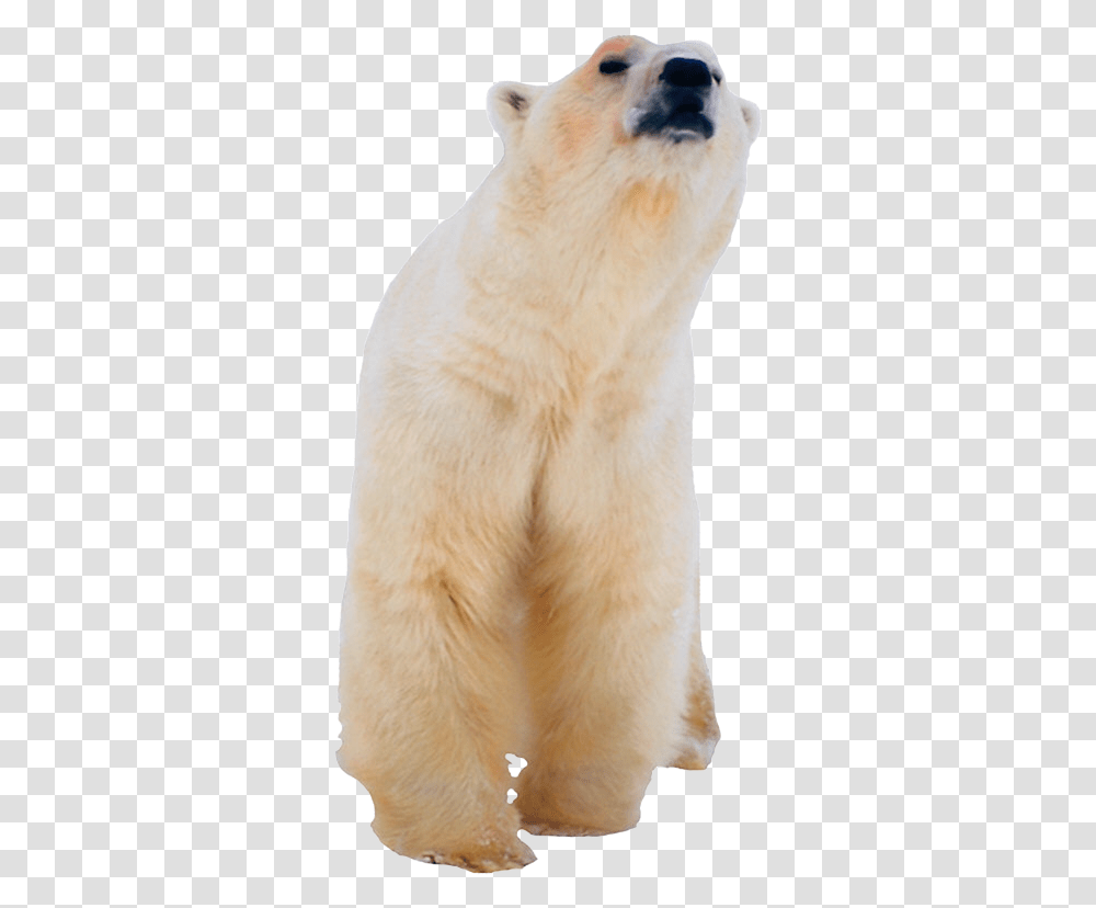 Polar White Bear Polar Bear, Animal, Mammal, Wildlife, Pet Transparent Png