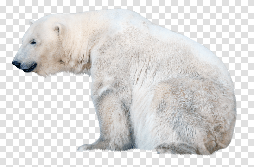 Polar White Bear Polar Bear Free, Wildlife, Mammal, Animal Transparent Png