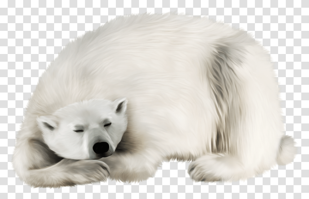 Polar White Bear Polar Bear Fur Clipart, Dog, Pet, Canine, Animal Transparent Png