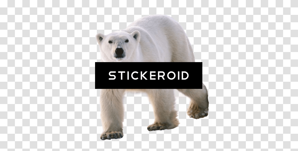Polar White Bear, Polar Bear, Wildlife, Mammal, Animal Transparent Png