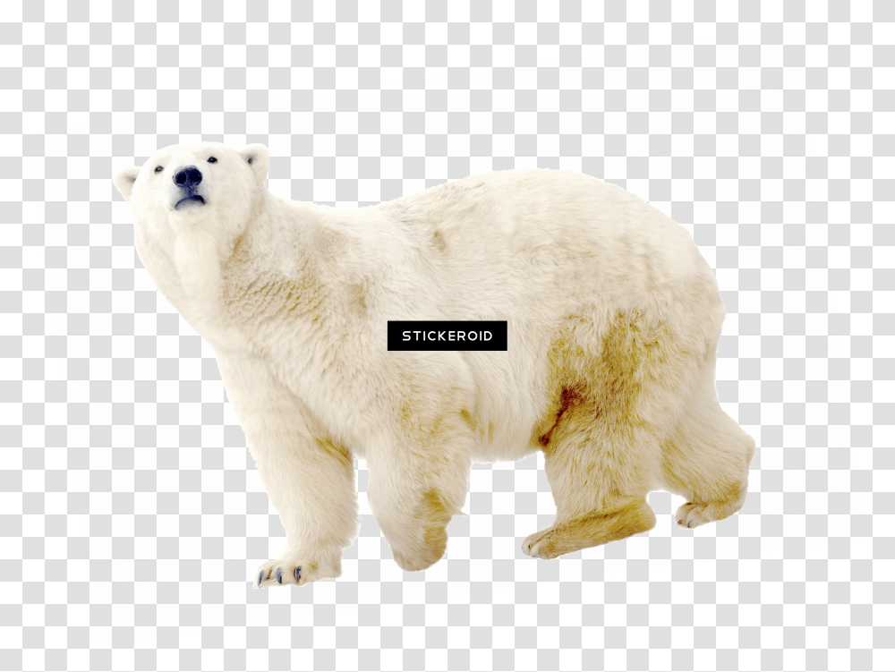 Polar White Bear Polar Bear, Wildlife, Mammal, Animal Transparent Png