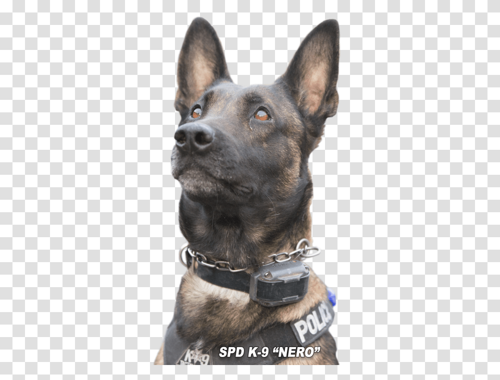 Police K9 Copy Dog Catches Something, Pet, Canine, Animal, Mammal Transparent Png