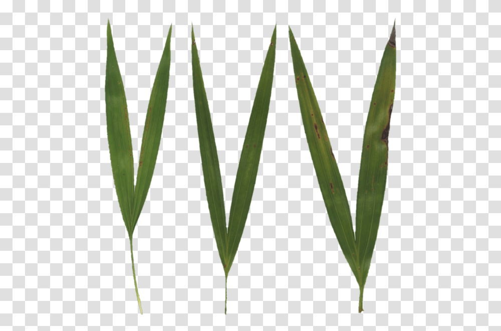 Poliigon Texture Grass Blades, Plant, Leaf, Green, Vegetable Transparent Png