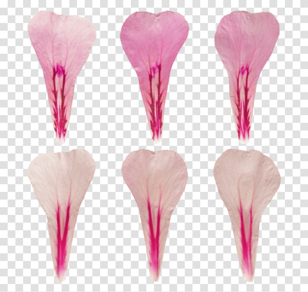 Poliigon Texture Search Artificial Flower, Petal, Plant, Blossom Transparent Png