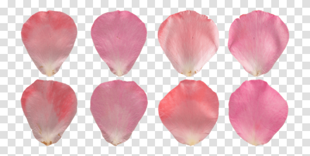 Poliigon Texture Search Pink Rose Petal, Flower, Plant, Blossom, Anemone Transparent Png