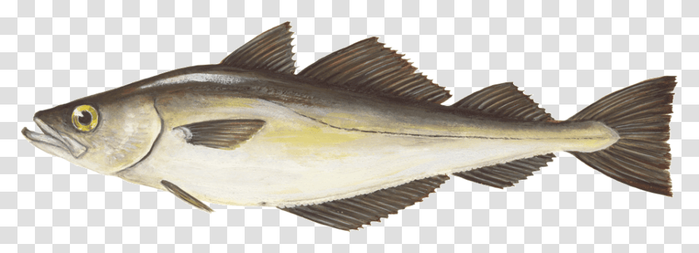 Pollack Pollachius P Striper Bass, Fish, Animal, Tuna, Sea Life Transparent Png
