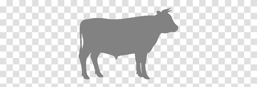 Polled Hereford Cows, Mammal, Animal, Bull, Pig Transparent Png