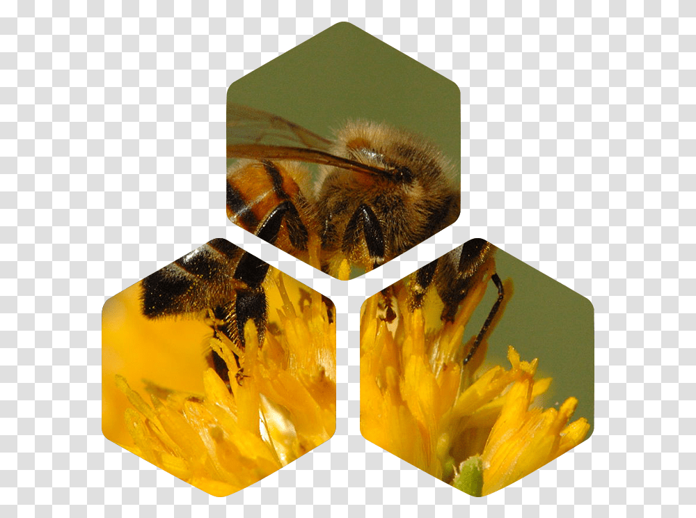 Pollen California Honey Bee, Apidae, Insect, Invertebrate, Animal Transparent Png