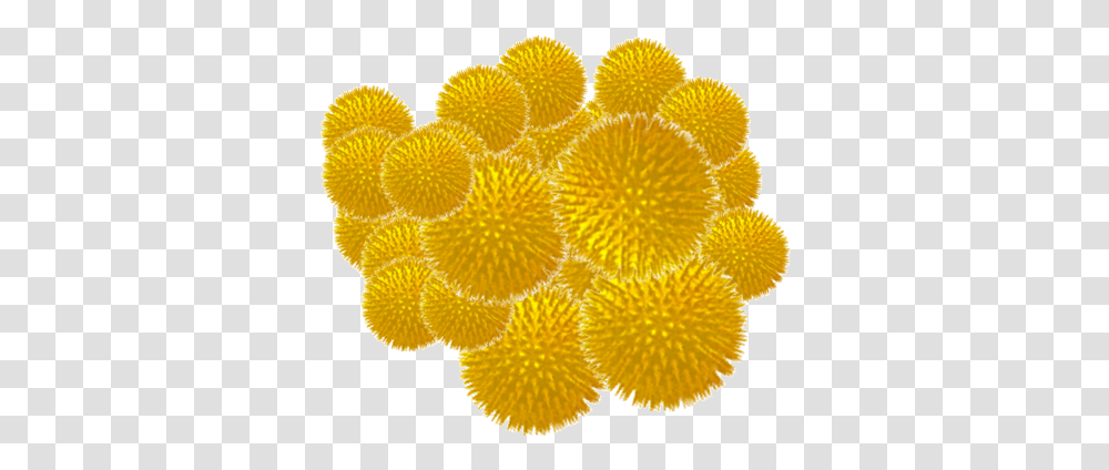 Pollen Capitol Shine Ceramic Pro Dc Pollen Grains Under A Microscope, Plant, Asteraceae, Flower, Blossom Transparent Png