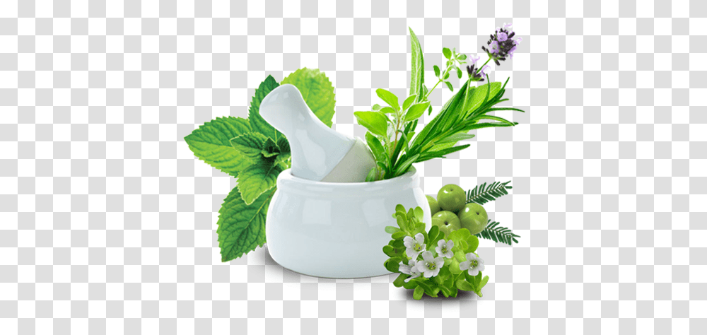 Polycystic Kidney Treatment In India, Potted Plant, Vase, Jar, Pottery Transparent Png