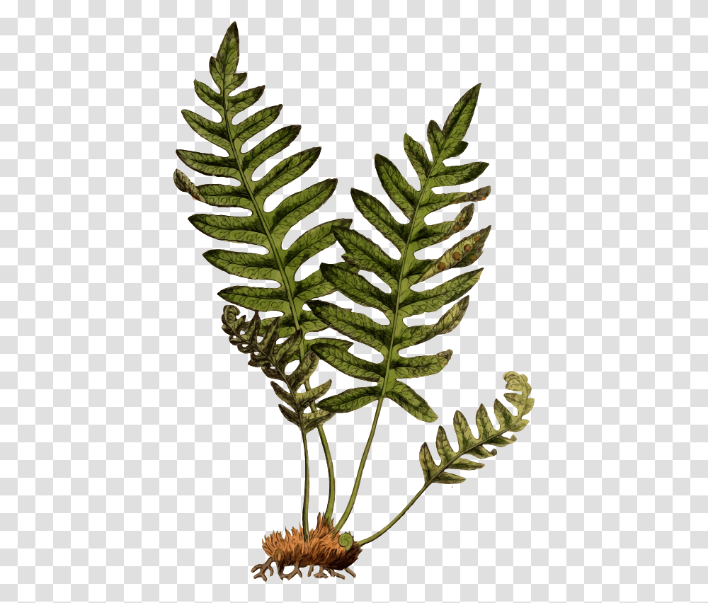 Polypodium Vulgare Lady Fern On Rock Clipart, Plant, Pineapple, Fruit, Food Transparent Png