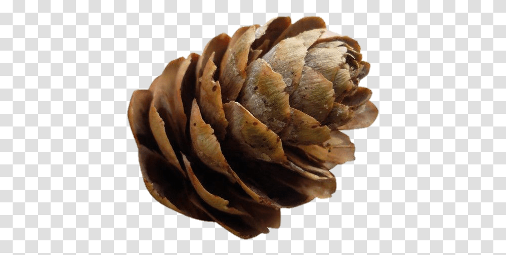 Polyvore Christmas Moodboard Pngs Pinecone Conifer Cone, Plant, Vegetable, Food, Fungus Transparent Png