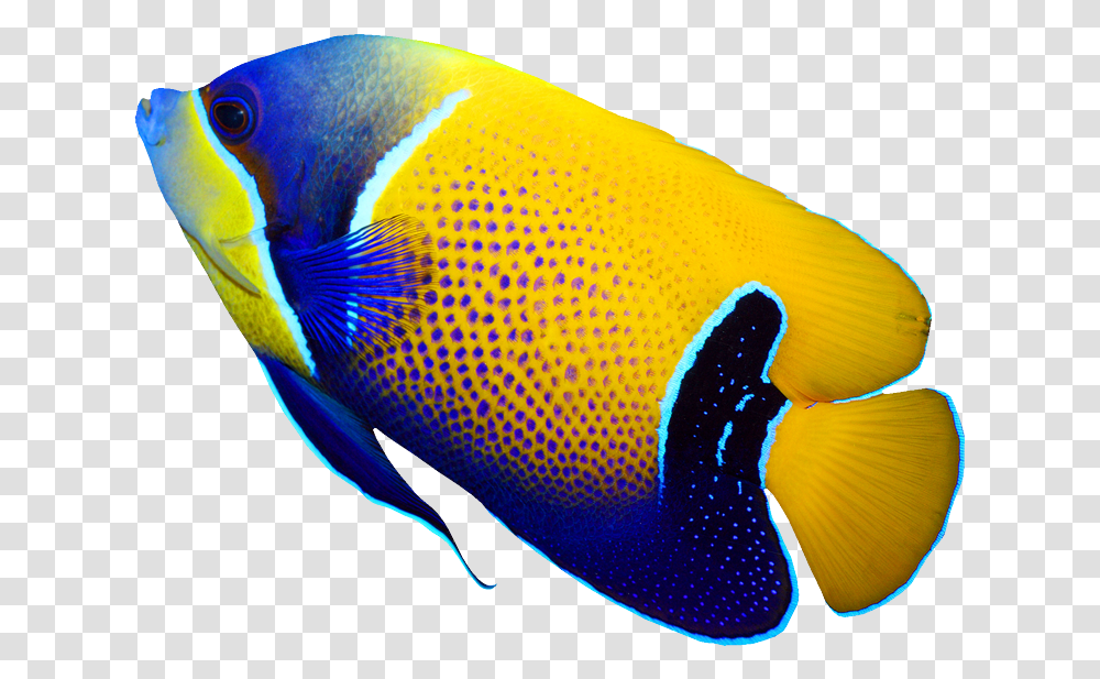 Pomacanthus Navarchus Emperor Angelfish Tropical Coral Tropical Fish, Animal, Sea Life, Surgeonfish, Amphiprion Transparent Png