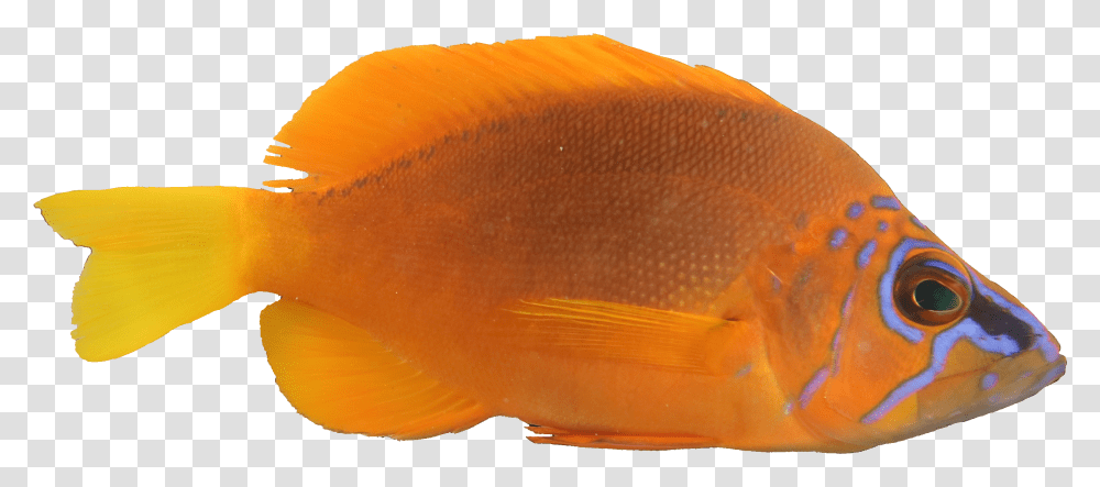Pomacentridae, Fish, Animal, Goldfish, Rock Beauty Transparent Png
