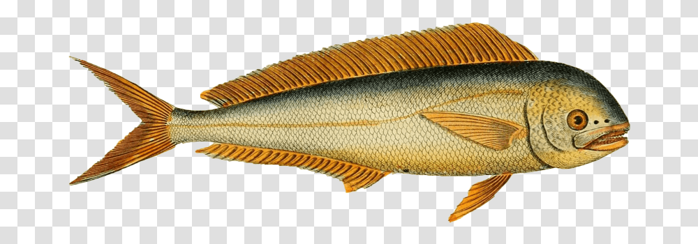 Pomacentridae, Fish, Animal, Perch Transparent Png
