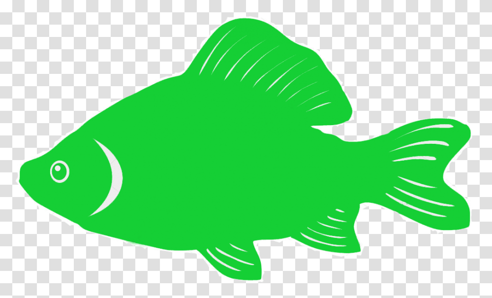 Pomacentridae, Fish, Animal, Person, Human Transparent Png