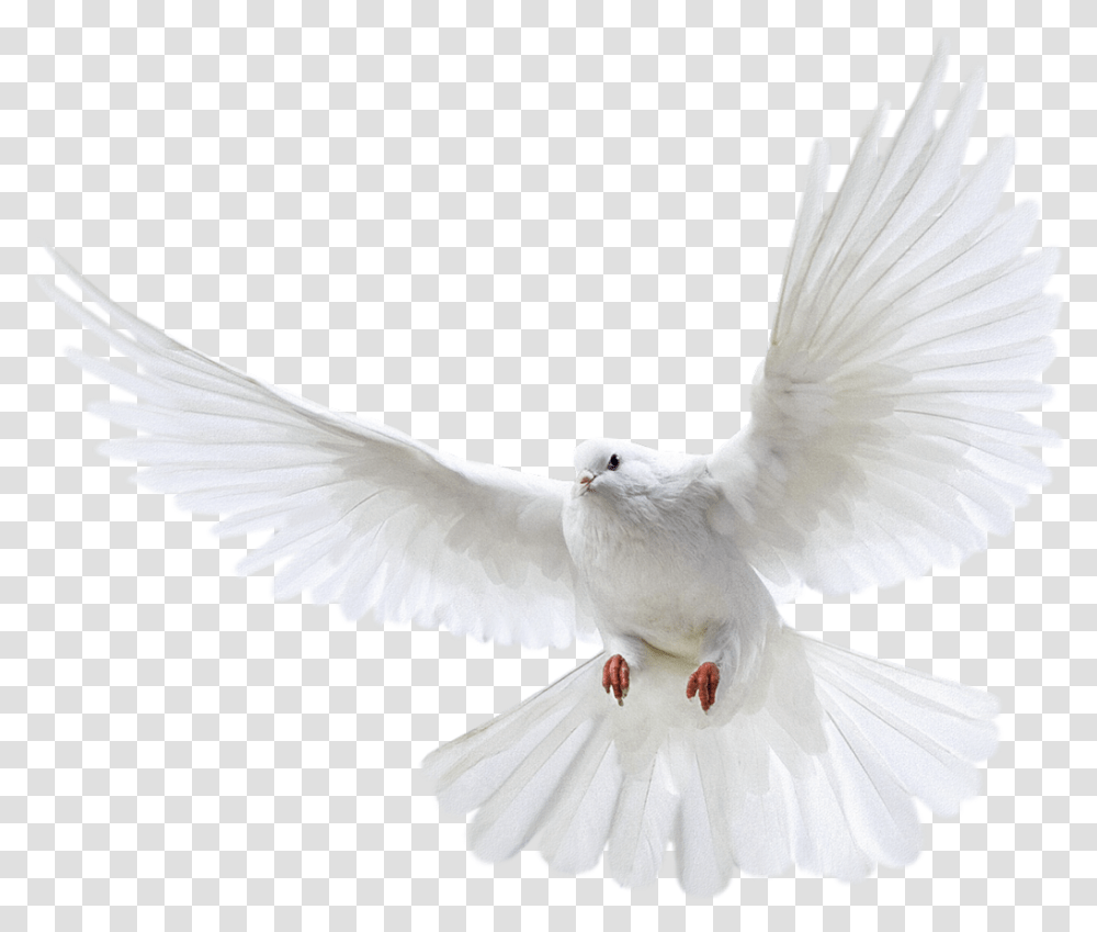 Pomba Pigeon, Bird, Animal, Dove Transparent Png