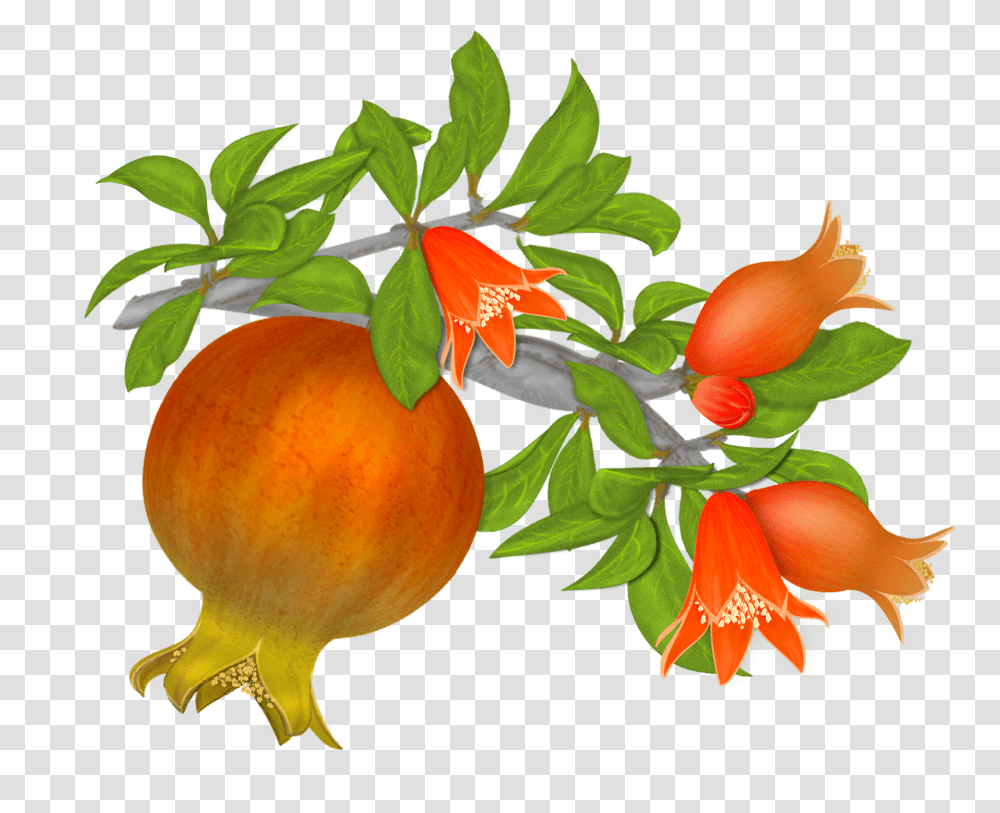 Pomegranate, Fruit, Plant, Produce, Food Transparent Png