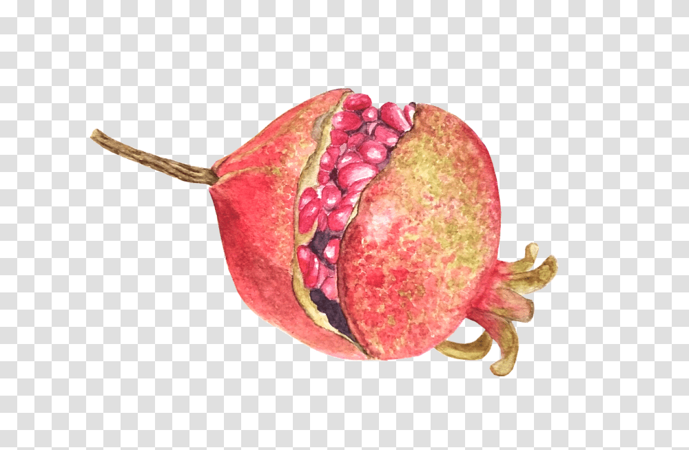 Pomegranate Fruit Watercolor Free Image On Pixabay Pitaya, Plant, Produce, Food, Grain Transparent Png