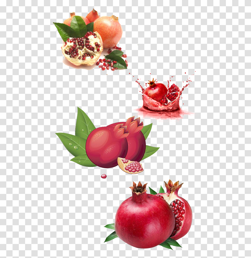 Pomegranate, Plant, Flower, Petal Transparent Png