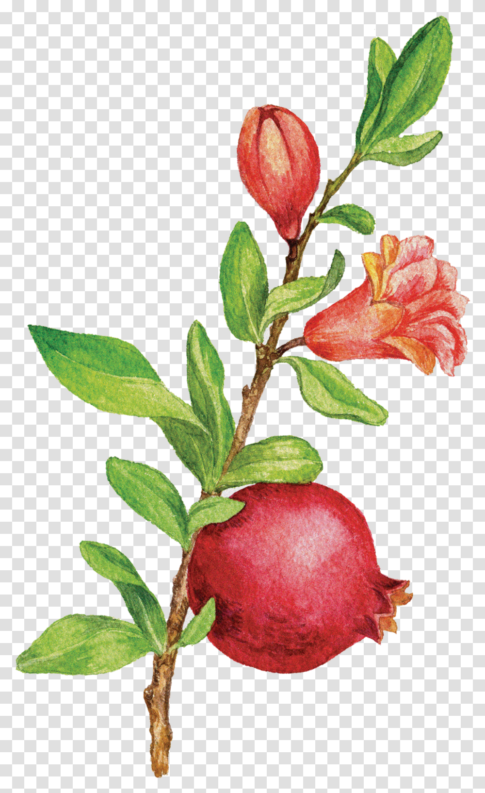 Pomegranate Tree Buffaloberries, Plant, Flower, Blossom, Fruit Transparent Png