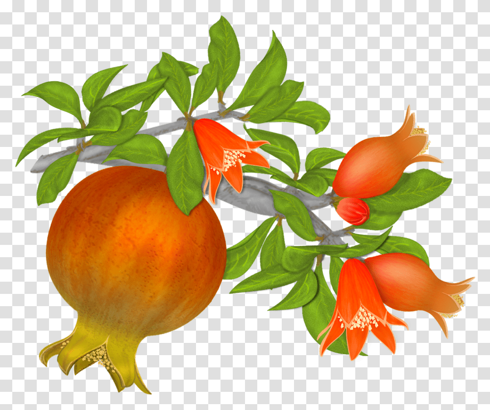 Pomegranate Tree Pomegranate Flower Clipart, Plant, Fruit, Food, Produce Transparent Png