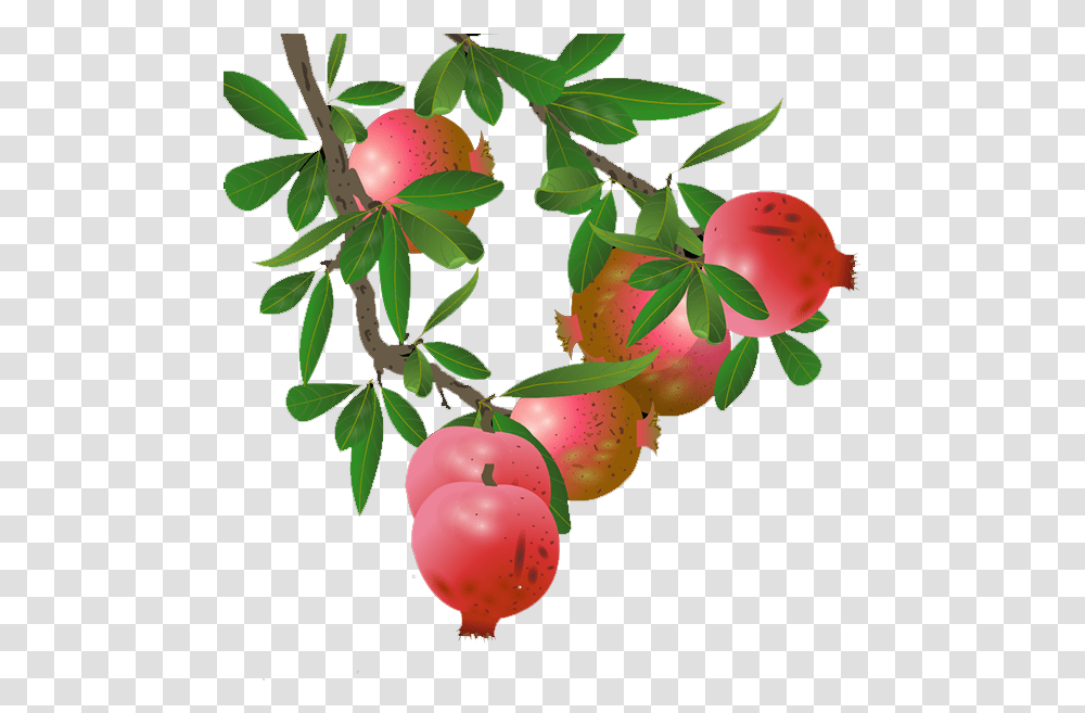 Pomegranate Tree & Clipart Free Download Ywd Pomegranate Tree Clip Art, Plant, Fruit, Food, Plum Transparent Png