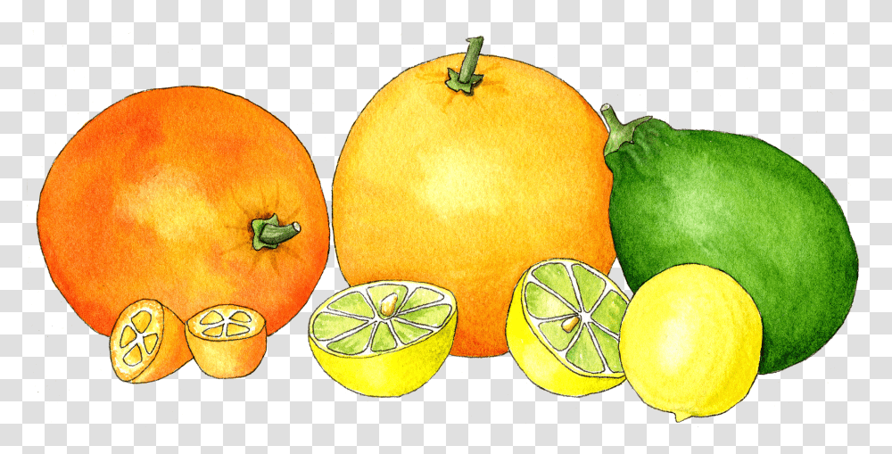 Pomelo, Plant, Fruit, Food, Citrus Fruit Transparent Png