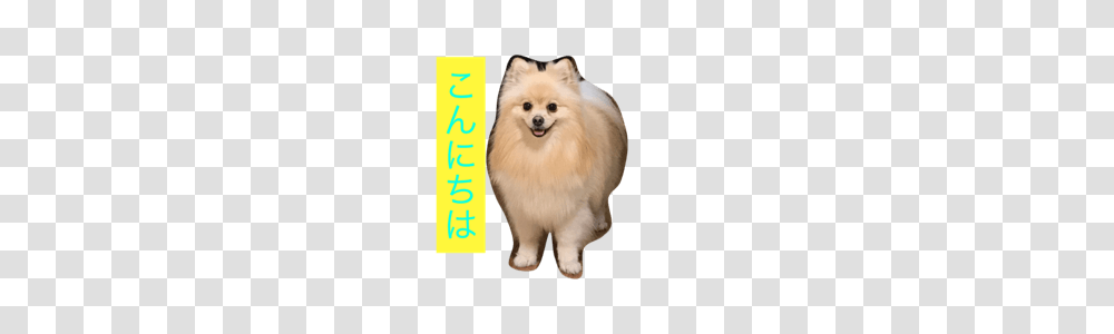 Pomeranian Cookie Line Stickers Line Store, Canine, Mammal, Animal, Dog Transparent Png
